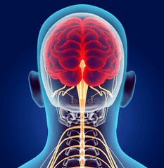 ilustrare a canalelor nervoase ale coloanei cervicale